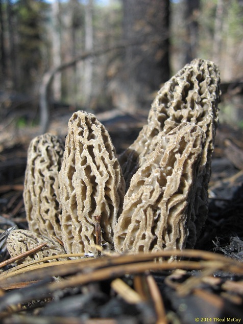 Morels